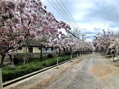 -莱阳濯村樱花园