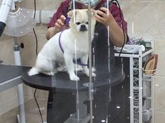 -美联众合动物医院·24h京西诊疗中心