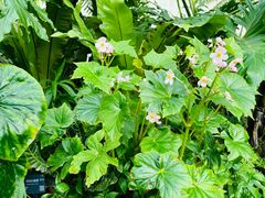 -国家植物园南园