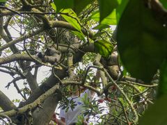 -西山樟坞健康果园枇杷杨梅采摘