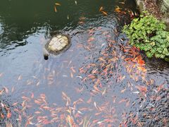 -千岛湖东南湖区