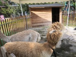 -萌宠亲子动物乐园(槐房万达店)