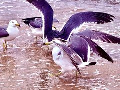 -那香海钻石沙滩浴场
