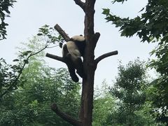 -都江堰中华大熊猫苑