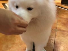 -more than meow吴止猫主题餐厅(承德 中船汇店)