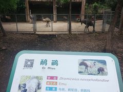 -合肥野生动物园