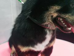 -宠福鑫康馨动物医院·骨科·眼科