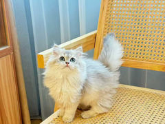 -猫十亿·布偶金渐层·曼基康矮脚猫舍(青年路店)