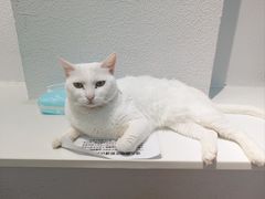 -琪喵猫屋·撸猫猫咖·猫舍