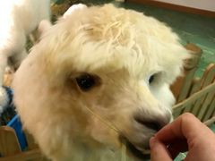 -藦茜花园宠物主题亲子互动体验馆(国顺东路店)