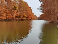 -上海海湾国家森林公园