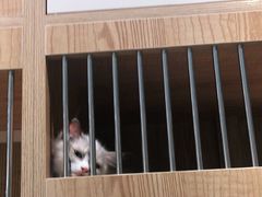 -老吴的猫·猫舍(新区店)