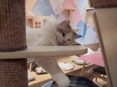 -滚猫咖啡·猫咖·猫友好撸猫(未来城店)