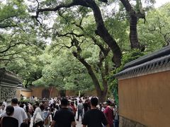 -普陀山风景名胜区-法雨禅寺