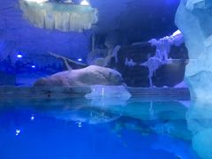 -芜湖新华联大白鲸海洋公园