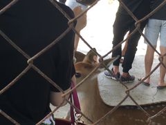 -鹿境梅花鹿生态园区