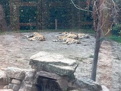 -上海野生动物园老虎餐厅