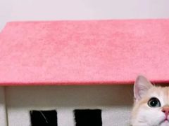 -Bastet sally猫舍购宠(静安店)