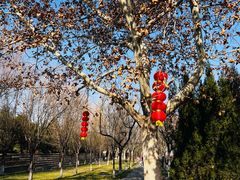 -大槐树寻根祭祖园