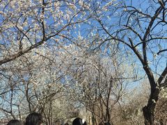 -桃花堤公园