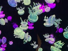 -欢乐海岸海洋奇梦馆