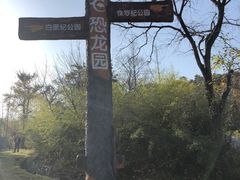 -千年银杏谷文化旅游区