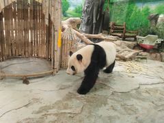 -灵玲国际马戏城