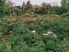 -长春公园(普阳街道)