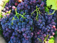 -马陆小张葡萄园农家乐