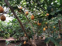 -兰陵国家农业公园