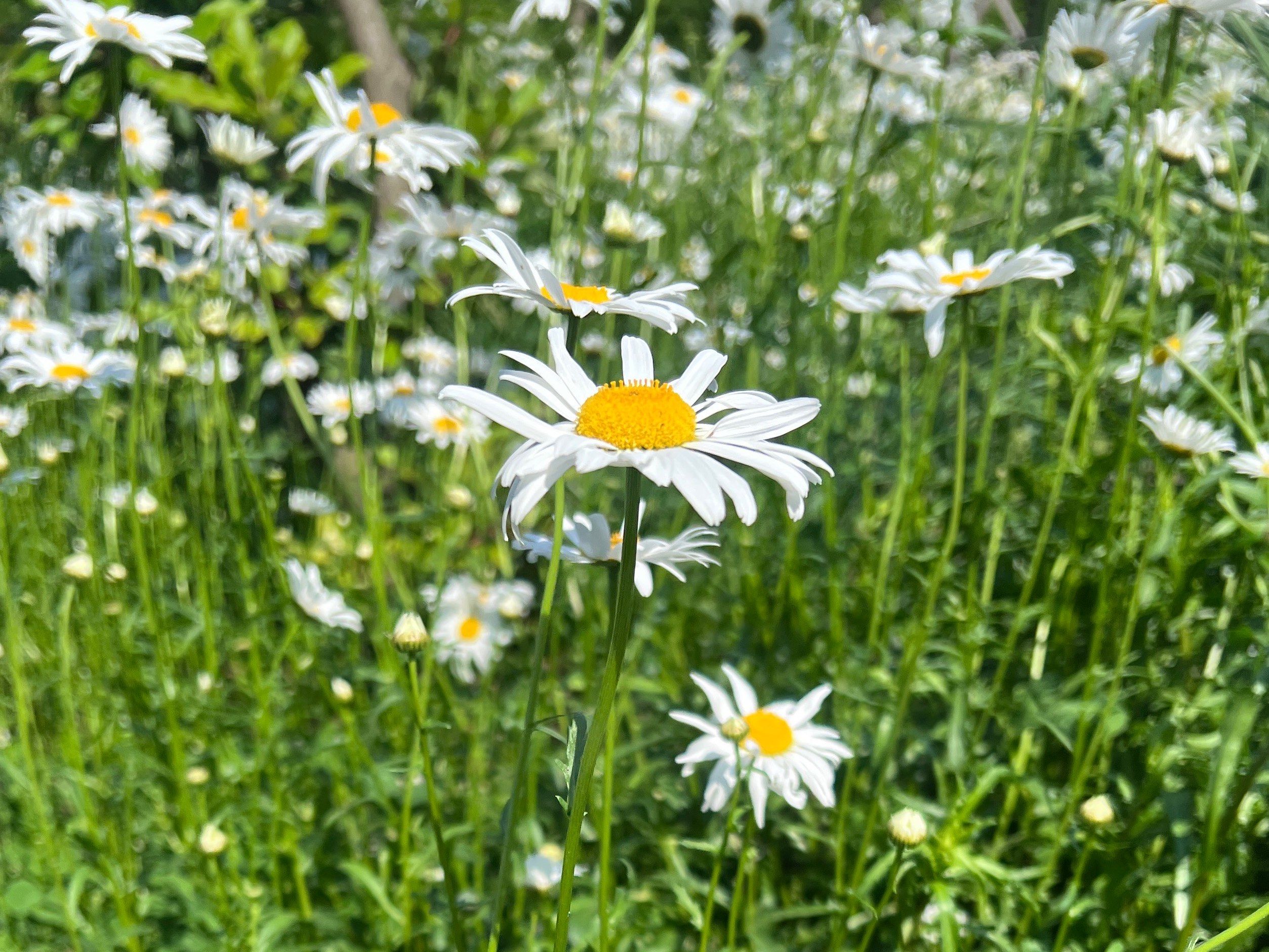 创作者赏金计划
小雏菊(bellis perennis l.