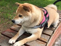 -花园桥(地铁站)