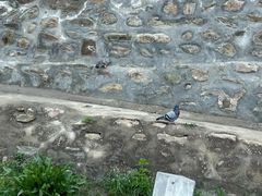 -五台山风景名胜区-罗睺寺