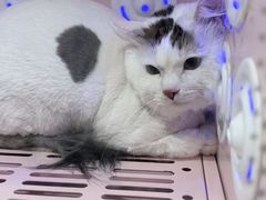 -八公叔叔宠物美容连锁(春申店)