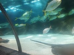 -大连圣亚海洋世界