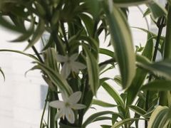 -新湖明珠城