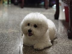 -翊宠yipet猫狗购宠庄园