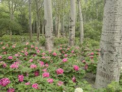-仁和公园(顺义区)