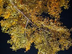 -三里屯东五街银杏大道