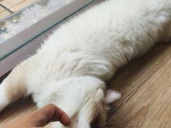 -派联宠物医院·24h·CT·异宠