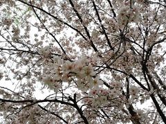-西北湖绿化广场