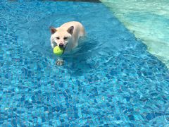 -汪说喵讲宠物乐园宠物酒店(红星美凯龙店)