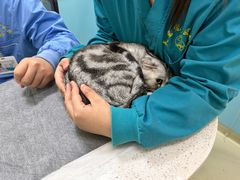 -天宠宠物医院24小时·急重症诊疗中心·全科·腔镜特色(和平分院)