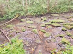 -汤旺河林海奇石景区