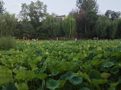 -莲湖公园