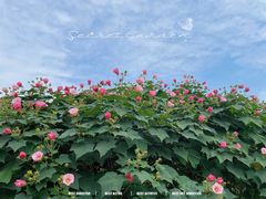 -天府芙蓉园