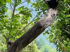 -卧龙中华大熊猫苑神树坪基地