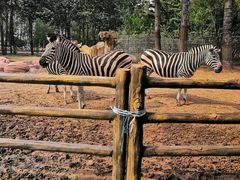 -大连森林动物园