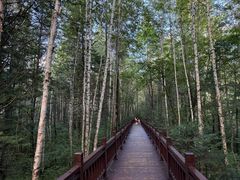 -汤旺河林海奇石景区