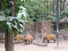 -清迈夜间动物园